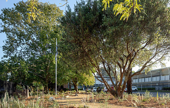 A view of the trees providing the shade