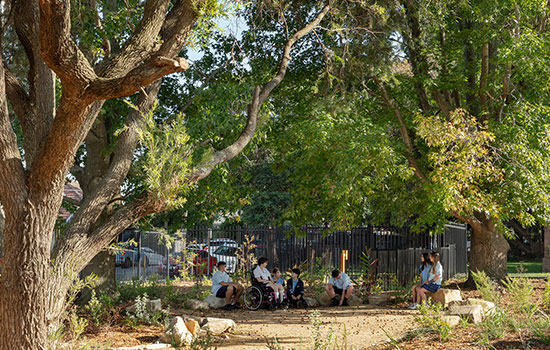 A view of the shade provided by the tree canopy