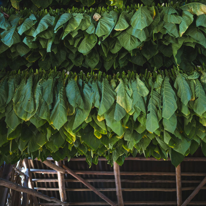 Family seeking shade